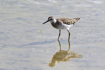 Waders are trickling through